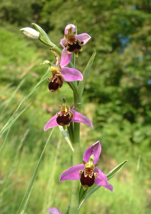 ophrys apifera